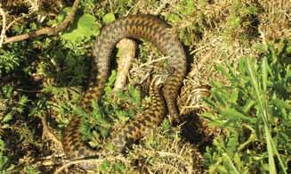 4.4. Food All British reptiles consume animal prey. Hence, habitat that supports these prey species is essential to maintaining reptile populations.