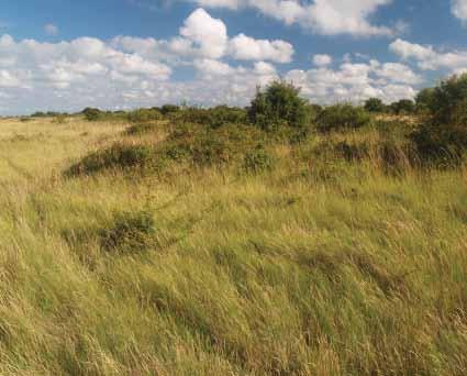 Foster) Rough grassland and