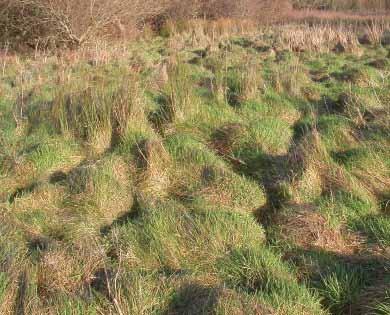 To maintain a diverse tussocky structure on rough grassland and prevent succession to scrub, plots should be cut on a rotation of no shorter than three years (i.e. one third of the plots are cut each year).