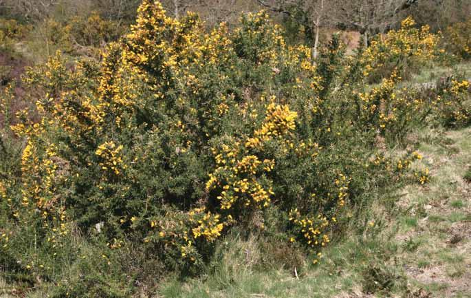 Gorse is most valuable when grasses are allowed to develop at the base, providing a