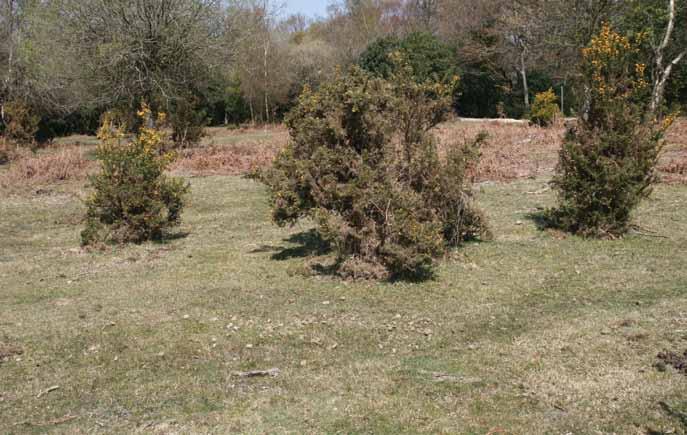 Gorse has very little value for reptiles when the area is kept heavily mown or