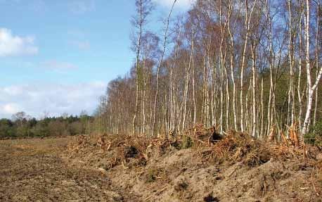 It may be necessary to bulldoze the area to remove excess nutrients, litter layer and bracken rhizomes, which can prevent natural re-vegetation from the existing heather seed bank.