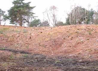 An area formerly entirely shaded by pine plantation, now cleared and showing the scope for new reptile basking banks once the heath begins to regenerate (Jim Foster) On mineral sites the seed bank is