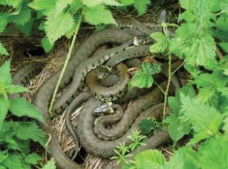 If grass snakes currently only disperse through a site (as is often the case with this highly mobile species), creating an egg-laying site may encourage the snakes to form a new population centre,
