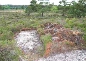 Where possible exposed sand should be managed and allowed to undergo succession from bare ground to full vegetation cover.