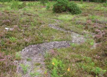 This is consistent with the mandatory 1-10% bare ground cover recommended within Common Standards Monitoring for lowland heath SSSIs (JNCC, 2004).