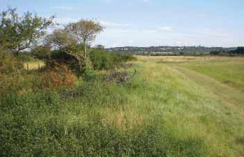 South-facing banks and hedgerow edges and sunny field margins can be managed sympathetically for reptiles to provide linked habitat networks.