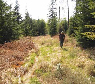 track) suitable for reptiles (John Baker) 10.2. Forestry Historically, some prime reptile habitat (especially heathland) has been converted to forestry plantation.