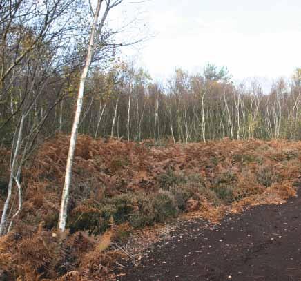 Human passage along woodland rides often maintains a footpath and keeps immediately bordering vegetation short. However, if vegetation overgrows a path, it can be kept open by annual, winter mowing.