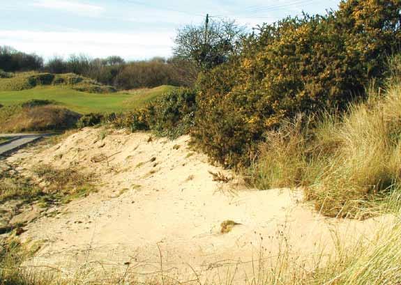 At Royal Birkdale and Hesketh Golf Club courses, habitat creation measures have been taken to benefit sand lizards. Bare sand, essential for egglaying (see 9.