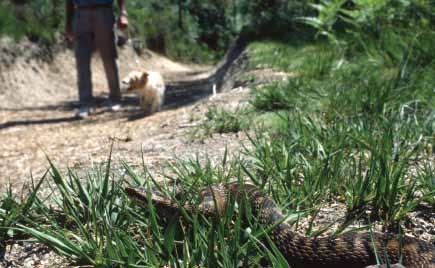 12.3. Managing people, pet and livestock conflicts with adders Although adder bites are potentially life-threatening, they are thankfully very rare.