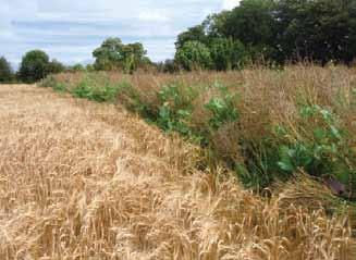 On pasture, buffer strips may need some protection from grazing (Paul Edgar) Although