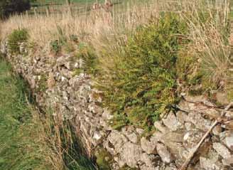of wildlife, including reptiles (Paul Edgar) Stone walls can increase in value for