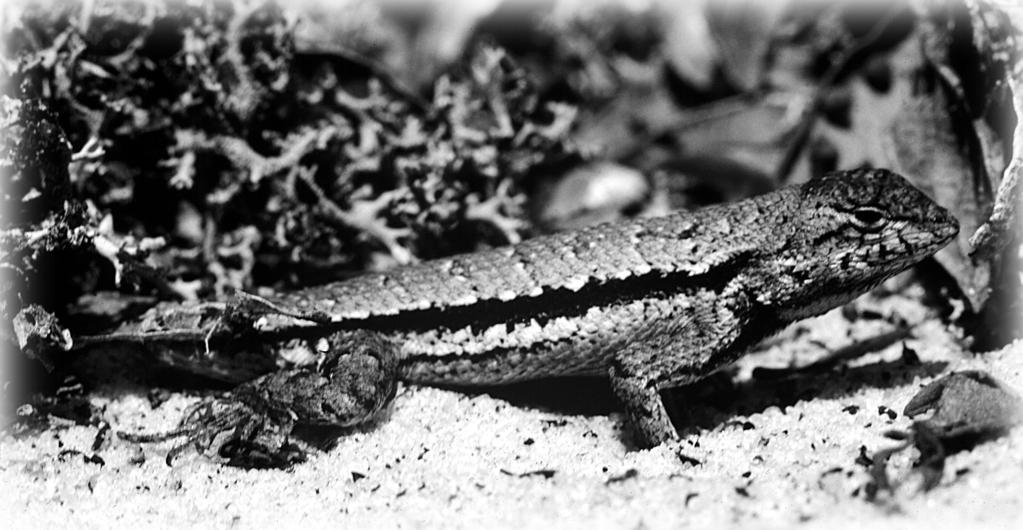 Habitat Occurrence of Florida s Native Amphibians and Reptiles Technical Report No. 16 Kevin M.