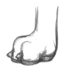 The FEET are compact and slightly oval in shape.