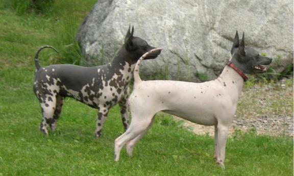 Hairless: One dog with body color heavily
