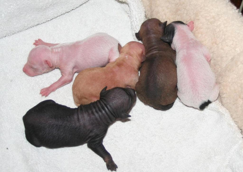 Puppies: Newborn - All Hairless (BLACK/tan/white);