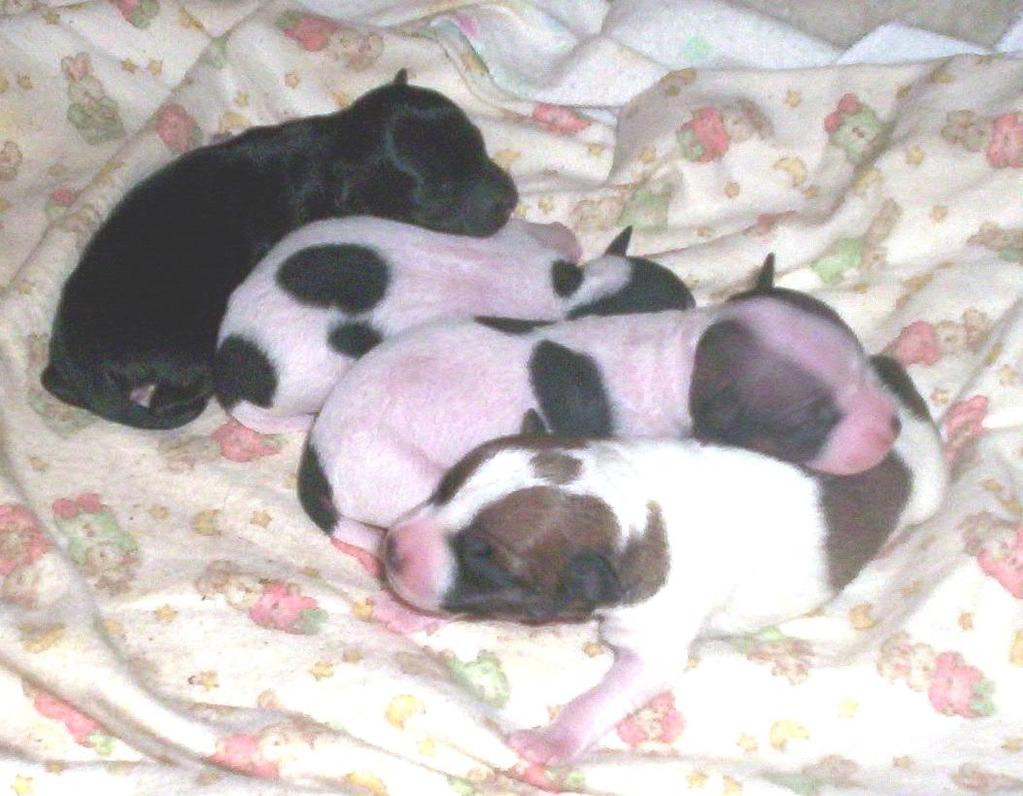 Puppies: Newborn - Mixed Litter (BLACK/tan/white - coated); (WHITE/black/tan-