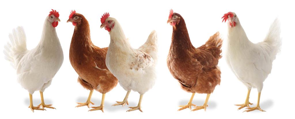 LOHMANN TIERZUCHT PRODUCTS The growing global population and increasing competition in the poultry industry require efficient layers to satisfy specific market requirements.