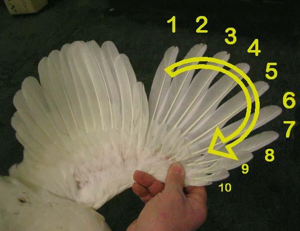 Only when the final molt is almost complete (normally at 15 to 16 weeks of age), light intensity and the length of illumination will increase in readiness for the impending start of lay.