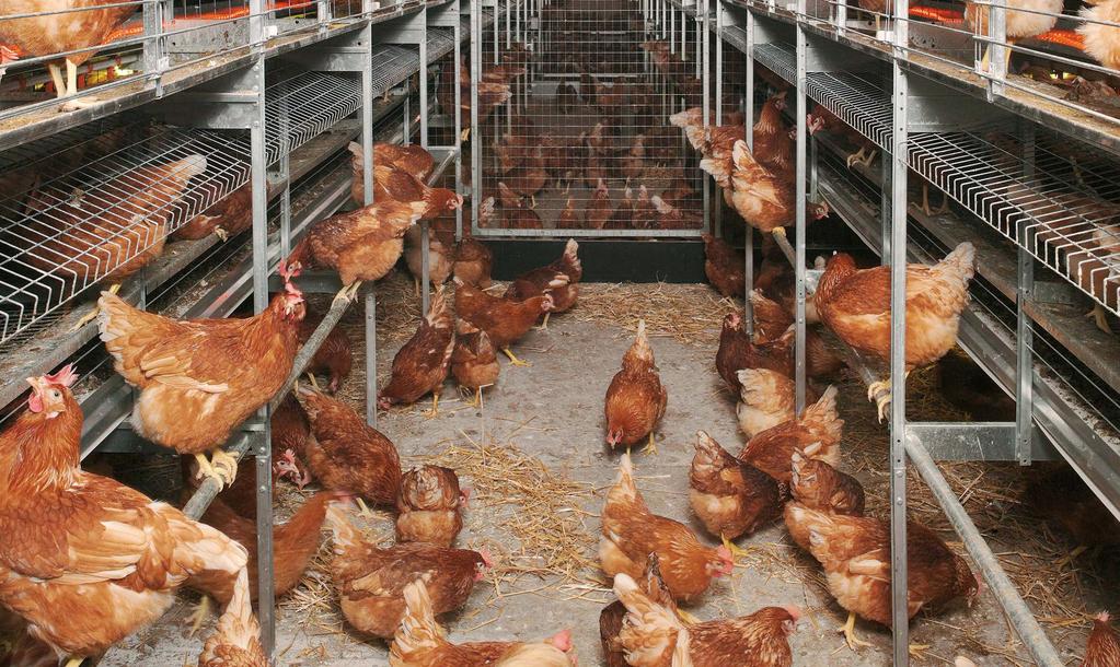 LOHMANN TRADITION Egg Production Egg Characteristics Feed Consumption Body Weight Liveability Age at 50 % production Peak production Eggs per Hen Housed in 72 weeks of age in 80 weeks of age in 85