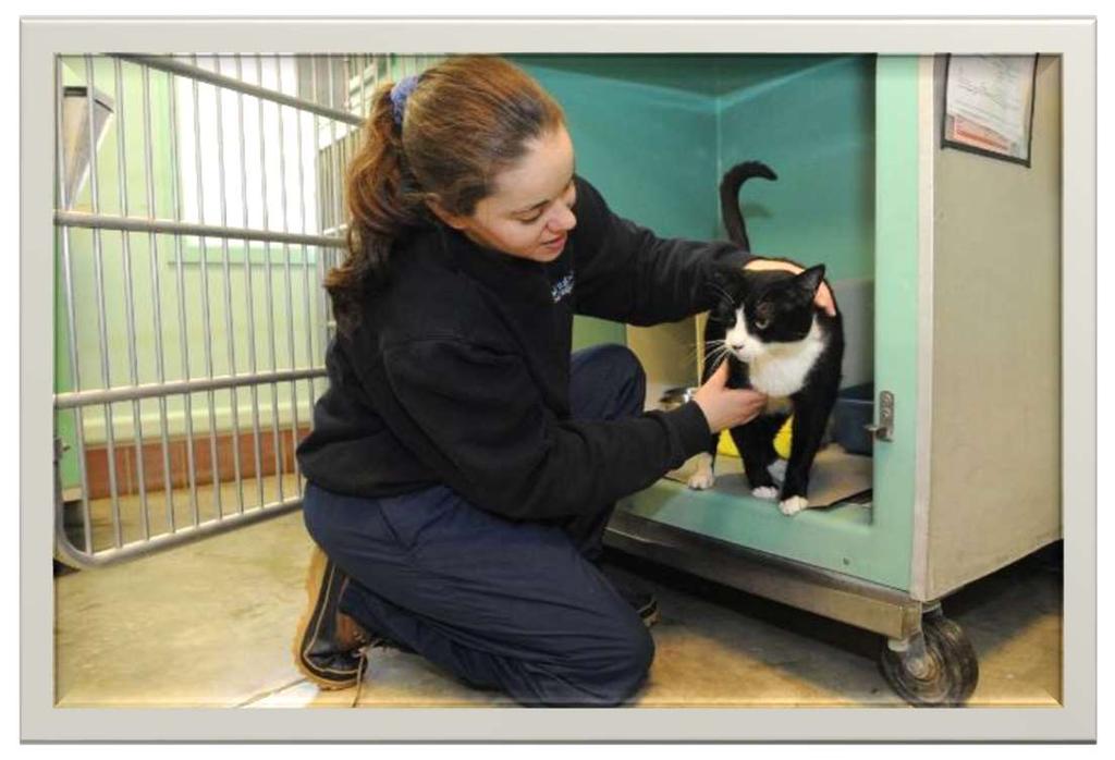 How We Help Cats Medical & Behavioral Work Fostering &