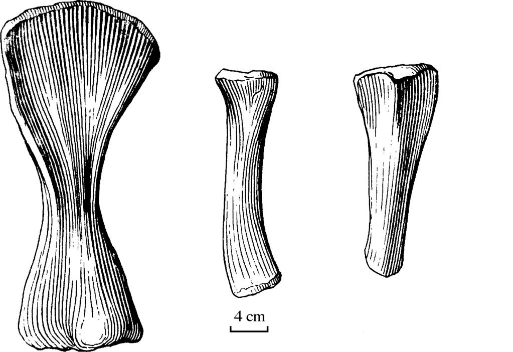 11 Figure 8. Scapula and coracoid of Bellusaurus sui gen. et sp. nov. Figure 9. Humerus, radius, and ulna of Bellusaurus sui gen. et sp. nov. The humerus (Fig. 9, and Pl. IV, Fig.