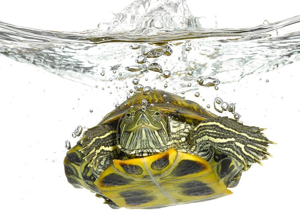 Although Most Red-Eared Sliders Can Live Up to 45-60