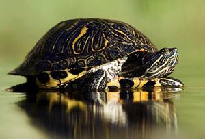 water to eat. The force of the water rushing down its throat also pushes down the food. Breathing normally involves chest expansion, but in the red-eared slider, this is hampered by the rigid shell.