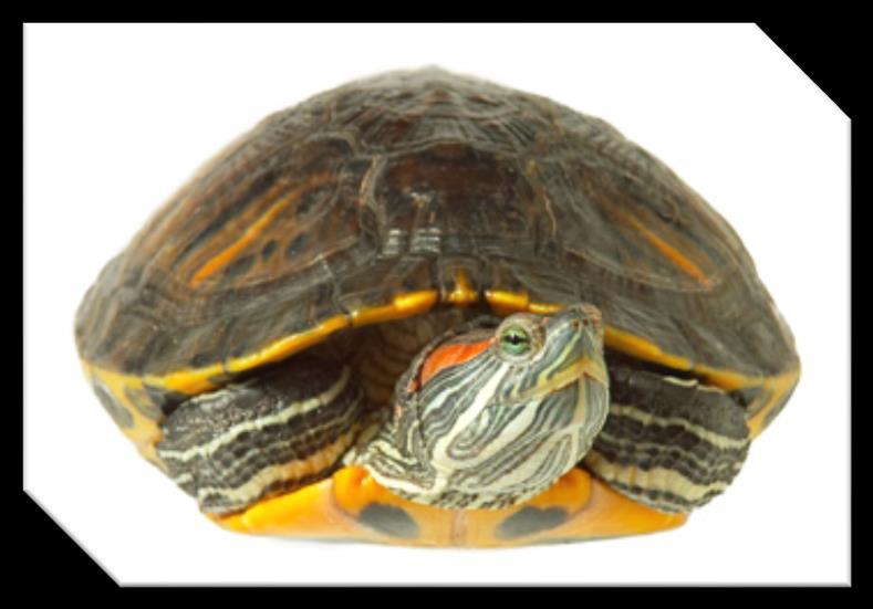 Chapter 3 Is a Turtle the Right Pet For You? For many people, the acquisition of their first turtle is an accident.