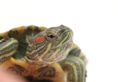 well kept, clean and tidy, the chances are that you re purchasing a good specimen. ii. Mail Order Another source for your turtles is to purchase them mail order from a commercial breeder or dealer.