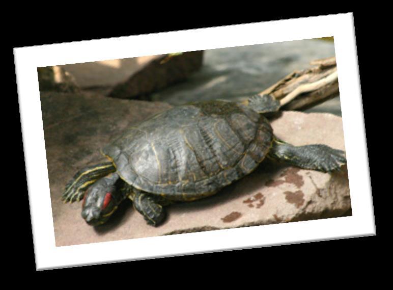 Respiratory Infections Common to captive turtles and highly contagious, the chances of your red-eared slider developing a respiratory infection are heightened when he doesn t have proper basking or