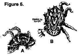 Laboratory 6 pg. 7 9) Rhipicephalus sanguineus The Brown Dog Tick This inornate, three-host tick is another common parasite of dogs. All of its life stages occur on dogs.
