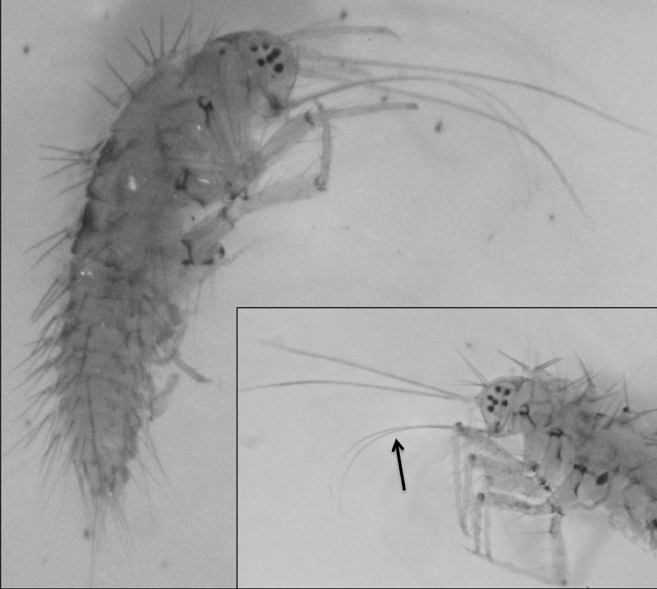 34 S. CLAVIER, L. GUILLEMET, M. RHONE & A. THOMAS Figure 2. Lateral views of a Guianese larva of Climacia. Arrow shows the modified mouthparts into elongated and unsegmented piercing stylets.
