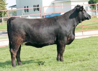 Not only is she a high volume female but A559 has great hip design to go with plenty of style. A big time bred heifer here, be sure to check her out. A.I. Sire: Welshs Dew It Right 067T on 6/3/14 Est.