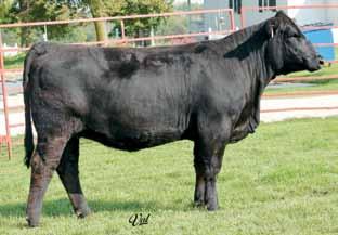 Her No Remorse calf will be a good one. A.I. Sire: W/C No Remorse 763Y on 5/14/14 Est. Plan Mating 8 1.3 55 80 10 21 49 * 9.9 Carcass: 19.4 -.16.10 -.02.