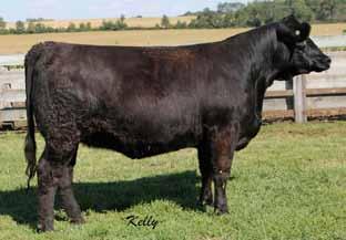 You will have travel a lot of miles to find a red one with this much power and back it up with these numbers. A.I. Sire: WS Prime Beef Z8 on 5/16/14 Est. Plan Mating 12 1.35 83 121 14 18 59 23 9.