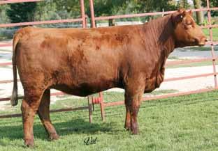 Her dam is one of the heaviest milking cows we own. Bred to a Shear Force son out of a full sister to Combustible. A.I. Sire: Irish Acres Burn Em Up on 5/16/14 Est. Plan Mating 12.