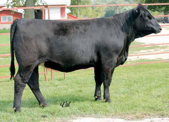 She is attractive made and smooth made in her design. A.I. Sire: GNB Shear Power 81X on 5/16/14 Est. Plan Mating 12 1.55 61 91 11 24 54 * 10.7 Carcass: 26.4 -.36.35 -.05.95 129 68 9 2.
