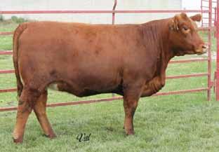 RBS U818 Here is a baldy female out of our Shear Power bull who was our high selling bull in our bull sale this spring. This female is going to be a terrific cow.