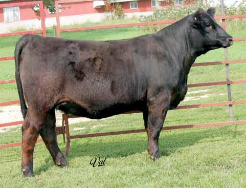 She is great fronted and moderate framed and is going to be a great addition to anyone s herd. 6 1.9 75 113 7 21 59 21 10.1 39.6 -.26 -.01 -.073.59 115 69 A.I. Sire: W/C Lock Down 206Z on 5/16/14 Est.