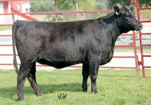 Traveler 4189 Another well balanced soft made Angus female. She is deep sided and big bellied. Her dam is a beautiful young cow and this female will follow in her footsteps. A.I.