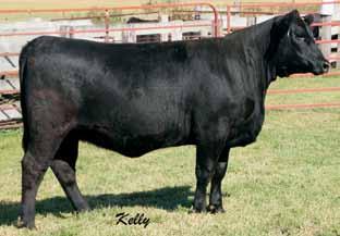 34P6 2181 Here is one extremely beautifully made Angus female. She is deep sided and big ribbed while having great balance. She has a square hip, is feminine made and will be a front pasture cow.