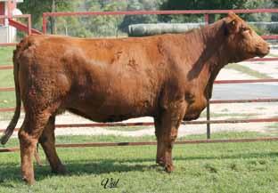This young 4 year old cow has a lot of productive years ahead of her. Take a look at her WW and YW EPDs, they are off the charts! She will be a great addition to anyone s herd.