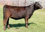She is stout made and has produced for us at a high level. Hard to part with a cow like this one. A.I. Sire: GLS Intergrate Z3 on 4/8/14 Est. Plan Mating 12.4 68 94 9 26 59 22 10.7 Carcass: 25.55 -.