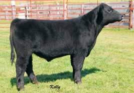 81 538 Black Commercial Steer BD: 4/2/14 Monopoly x Heat Seeker Another steer that will catch you with his wild markings.