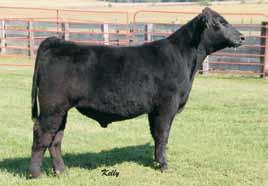 This I-80 son has great hair, has a great profile and is the thickest made, heaviest muscled, biggest top steer of all the steers we are offering.