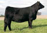 86 Embryo Packages Selling 3 #1 embryos: GLS New Direction X184 x HSF/HS Becca Z228 Est Plan Mating 10.20 57 88 9 23 51 * * 22.4 -.23.08 -.02.