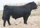 bred heifers at the Jewels of the Northland sale last December and our plans are to make her a cornerstone donor in our program.