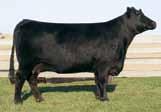 Her mating with New Direction will produce big bodied progeny, that are sound, and attractively made.